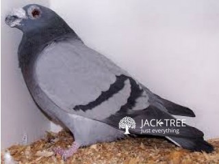 Pigeon for sale
