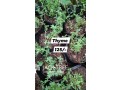 Herbs plants vegetable Fertilizer Flower Pots