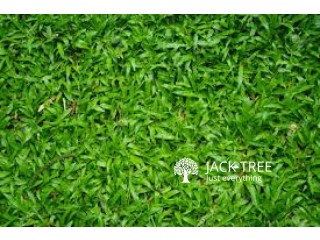 Malaysian grass