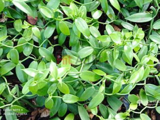 වැනිලා පැල - Vanilla Plants