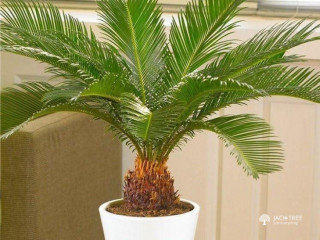 Palm Tree Plants