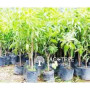 අඹ පැල - Mango Plants