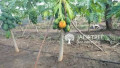 Red Lady Papaya plants - රෙඩ් ලේඩි ගස්ලබු පැල