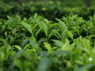 Tea Plants