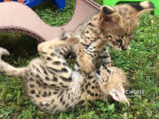 African Serval and Savannah cats and kittens 