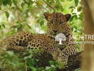 Leopard Nest